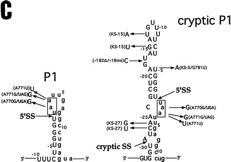 A ribosomal function is necessary for efficient splicing of the T4 phage thymidylate synthase ...