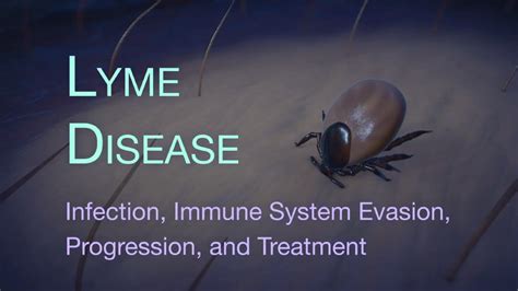 Lyme Disease Animation Infection Immune System Evasion And Progression