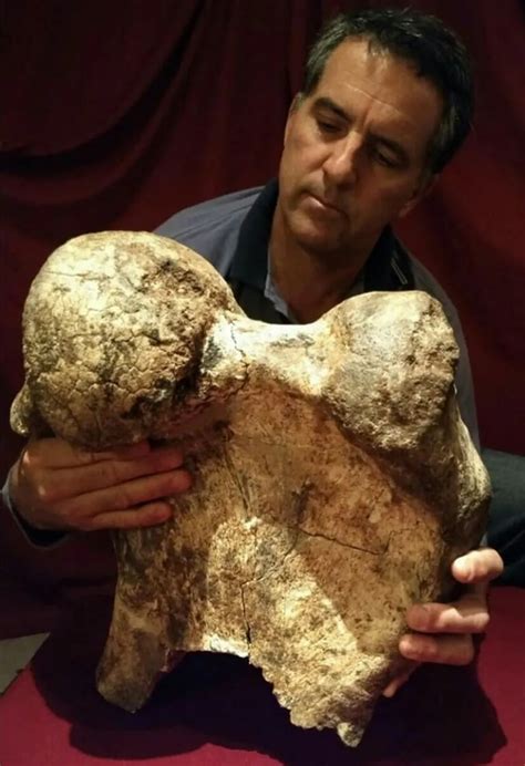 Encontraron Restos F Siles De Un Perezoso Gigante De Mil A Os De