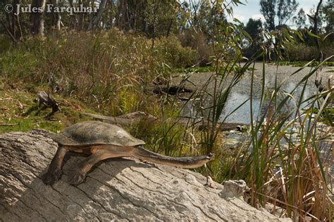 Broad Shelled Turtle Chelodina Expansa Goulburn Weir Vi Flickr