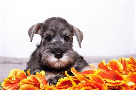 Un pequeño cachorro schnauzer miniatura barbudo acostado entre flores