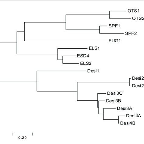 Phylogenetic Tree Of Currently Identified Sumo Proteases In