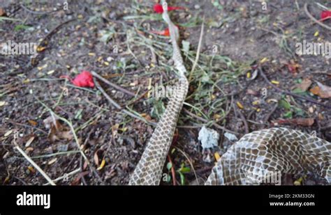 The Indian Rat Snake Ptyas Mucosa Also Known As Dhaman Snake Shed Skin