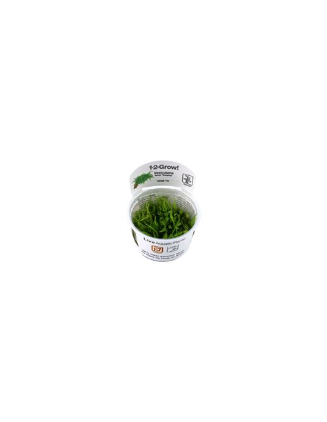 Vesicularia Ferriei Weeping Moss