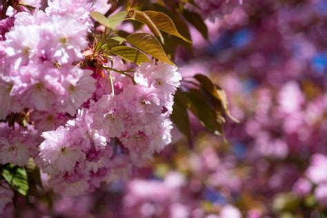 Flores Cor De Rosa Da árvore De Sakura Florescendo No Espaço De Cópia