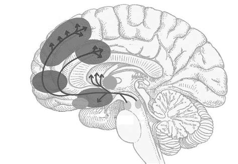 Brain Reward Pathways Download Scientific Diagram