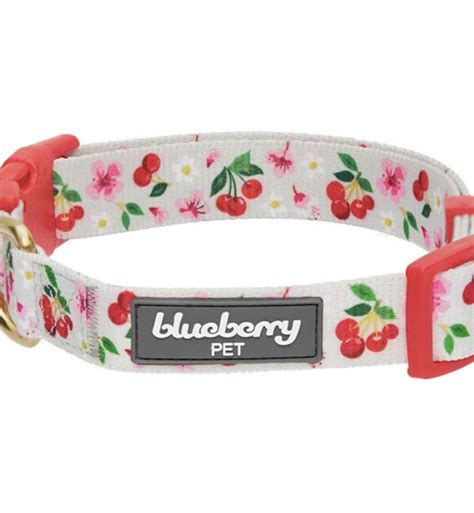 The 11 Best Dog Collars You Can Order Today Purewow