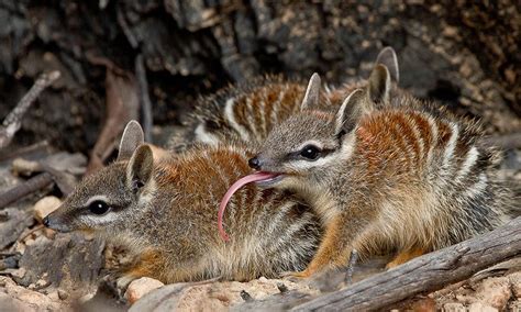 Numbat With Its Tongue Out Dryandra Woodlands Western Australia