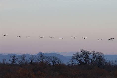 Annul E Les Grues Cendr Es De Retour Au Dortoir Dans La R Serve