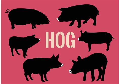 Collection of hogs 86523 Vector Art at Vecteezy