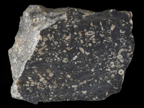 Carboniferous Limestone With Crinoids