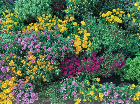 Chrysanthemum Guldaudi Flores Se Muestran En Muchos Colores Foto De