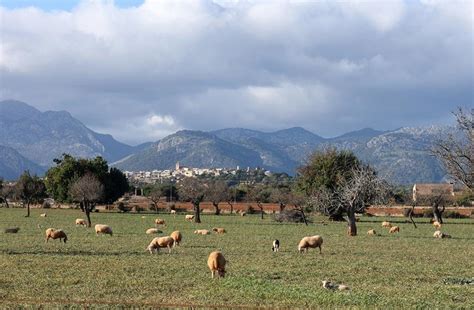 Presentan Alegaciones Contra El Parque Fotovoltaico De Sa Pobla