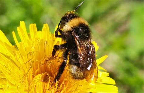 Le bourdon est il le mâle de l abeille domestique