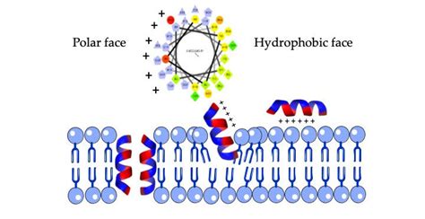 Structure Of An Amphipathic Helix Yellowgreen Residues Of The Upper Download Scientific