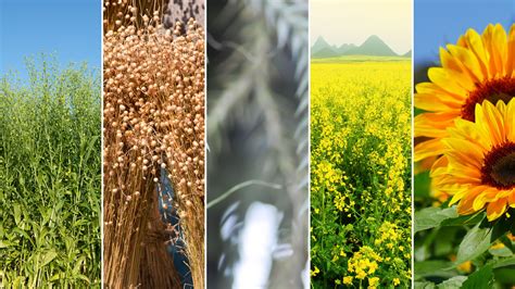 Diverse Field Crops Cluster Receives Major Funding Boost for