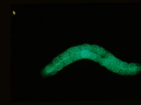 Methods To Assess Subcellular Compartments Of Muscle In C Elegans