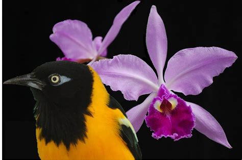 Pajaro Turpial Para Colorear Imagui