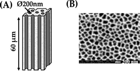 A Schematic Illustration Of The Cross Section Of An Anodic Aluminum