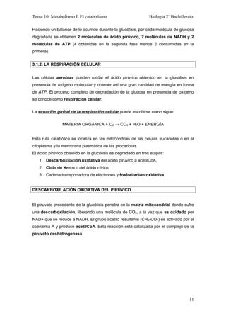 Tema Metabolismo I El Catabolismo Pdf Descarga Gratuita