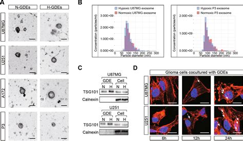 Exosomes Derived From Hypoxic Glioma Deliver Mir 1246 And Mir 10b 5p To