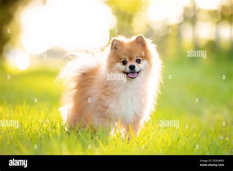 Cómo saber si un pomerania es de raza pura Beagle Spain Tu Web y