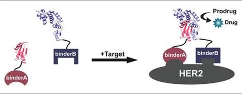 Complementation Dependent Enzyme Prodrug Therapy Enables Targeted