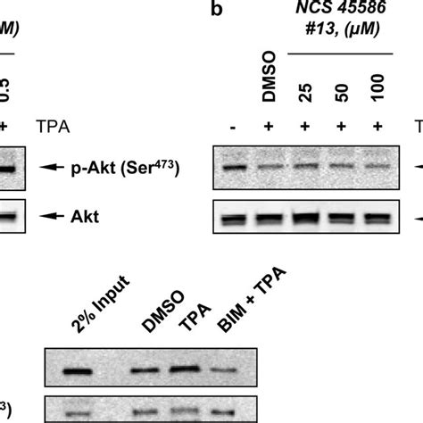 Tpa Induces Pkc Mediated Akt Dephosphorylation Catalyzed By Pp A And