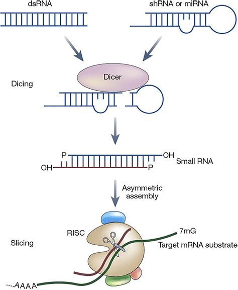 Sirna Drugs Here To Stay Molecular Therapy