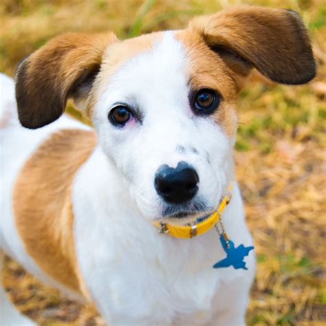 Chien courant d Istrie à poil ras prix caractère alimentation santé