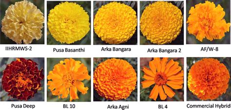 Different Colors Of Marigolds