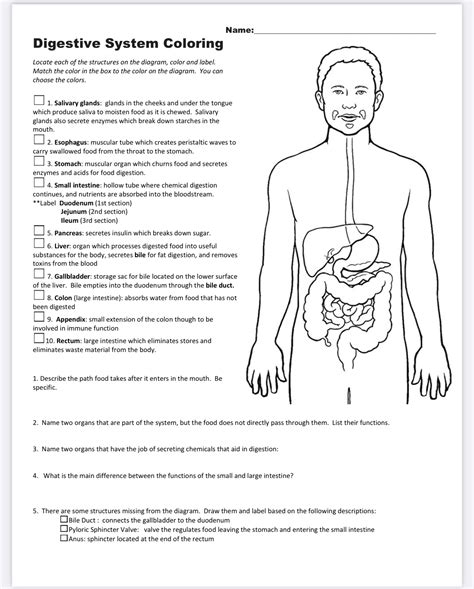 Solved Digestive System Coloring Please Actual Color It Do Each