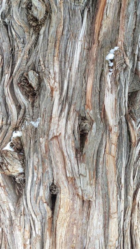 Knotty Juniper Tree Trunk Bark Stock Photo - Image of knotty, juniper ...