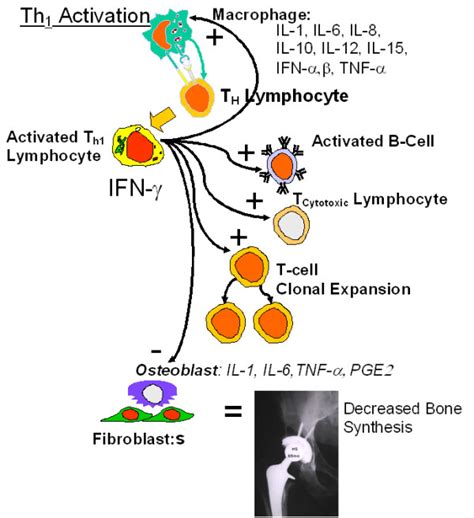 Schematic Diagram Of The Inflammatory And Peri Implant Cytokine Release