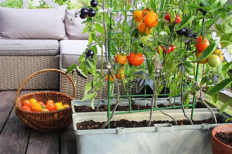 How To Grow Tomatoes On A Balcony