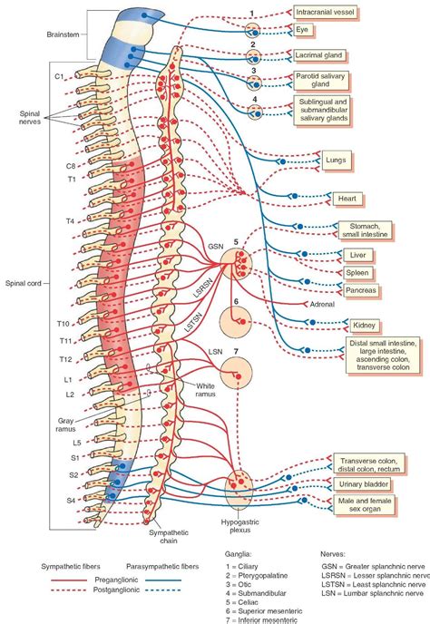 Diagram Of Nerve Pathways In Human Torso