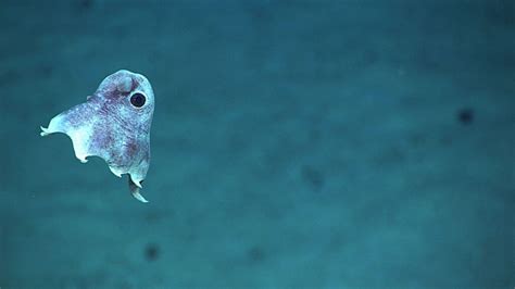 5 Interesting Facts About The Dumbo Octopus Free The Ocean