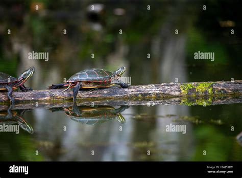 La Tortuga Pintada Chrysemys Picta Es La Tortuga Nativa M S Extendida