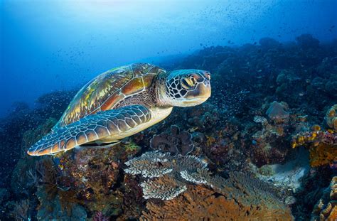 Photo Sous Marine Photographe Sous Marin Tortue Verte