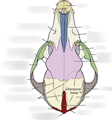 Canine Skull Dorsal Diagram Quizlet