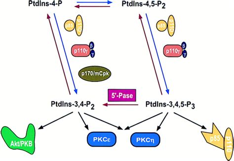 Pi K Downstream Aktion Blocks Apoptosis Cell