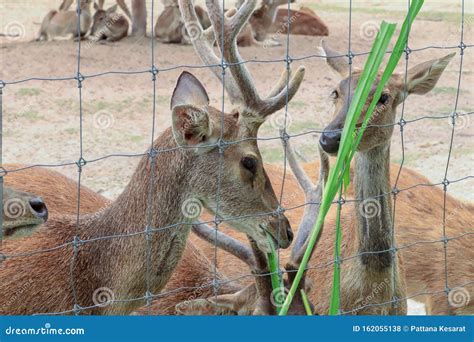 Spotted deer eating grass stock photo. Image of animal - 162055138