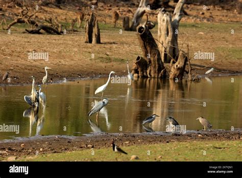 The Stunning Wildlife Of Ranthambore National Park India Stock Photo