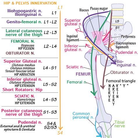 Neuroanatomy Glossary Lumbosacral Plexus Advanced Draw It To Know It