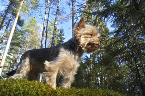 6 Types of Yorkie Dog Breeds (with Pictures) | Pet Keen