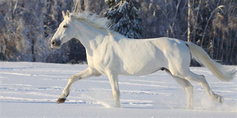 6 Most Popular Horse Myths
