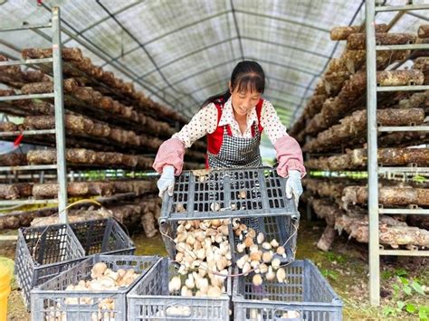 开阳县高寨乡：乡村朵朵“香菇” 撑起群众“致富伞”种植公司生产