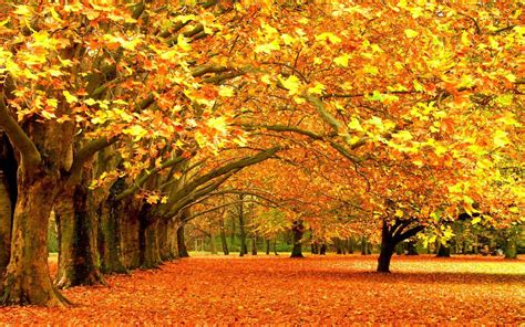 Beautiful Autumn Trees Wallpapers - Wallpaper Cave