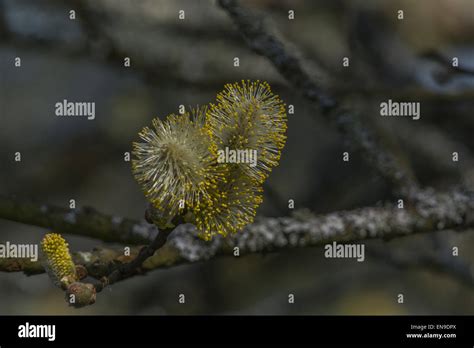 Male Flowers Or Catkins Of The Pussy Willow Goat Willow Salix Caprea In Springtime Stock