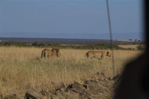 Kenia Safari Tage Masai Mara Mid Range Lodge Safari Getyourguide